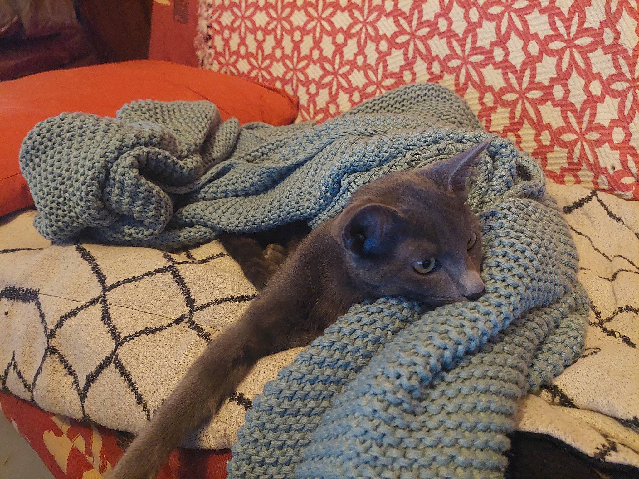 Adenostoma a rejoint le concours — aidez-le/la à gagner de superbes lots ! blanket, carnivore, cat, cat_bed, cat_supply, comfort, domestic_short_haired_cat, fawn, felidae, fur, grey, linens, nap, pattern, room, small_to_medium_sized_cats, terrestrial_animal, whiskers, wood, woven_fabric