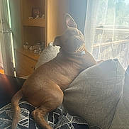 Queso is registered to the contest to win money with this photo: dog, brown_dog, couch, indoor, sunlight, curtain, head_tilt, pet, living_room, furniture, cozy, relaxed, patterned_cushion, window, wooden_shelf, decorations, tail, paw, collar, dog_tag