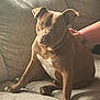 Queso is registered to the contest to win money with this photo: dog, brown_dog, white_chest, couch, indoor, pet, canine, animal, furniture, relaxed, seated, paw, ear, human_hand, comfort, domestic, companion, living_room, texture, casual