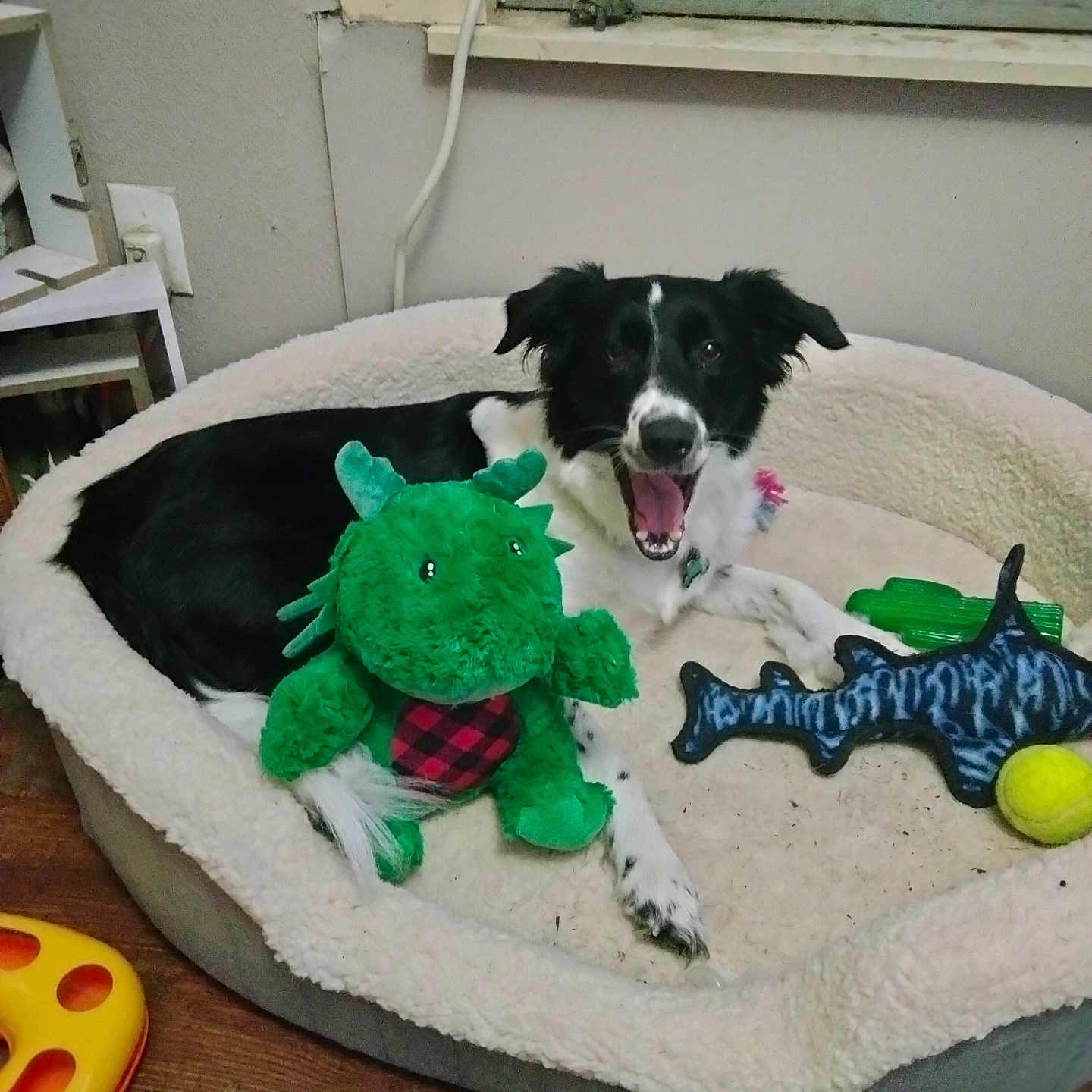 Kona is registered to the contest to win money with this photo: animal, ball, canine, collie, couch, cream, dessert, dog, dogbed, food, furniture, homedecor, hound, pet, pointer, puppy, sport, tennis, tennisball, toy