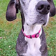 Karma is registered to the contest to win money with this photo: animal, black_and_white, canine, collar, daytime, dog, domestic_animal, ears, fur, garden, grass, house, looking_up, muzzle, nature, nose, outdoor, pet, portrait, sitting