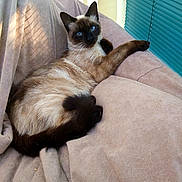 Fauve participe au concours pour gagner de l'argent avec cette photo : animal, blanket, blue_eyes, cat, couch, cozy, domestic_animal, feline, fur, home, indoor, paw, pet, portrait, relaxed, resting, siamese_cat, tail, whiskers, window_blinds