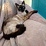 animal, blanket, blue_eyes, cat, couch, cozy, domestic_animal, feline, fur, home, indoor, paw, pet, portrait, relaxed, resting, siamese_cat, tail, whiskers, window_blinds