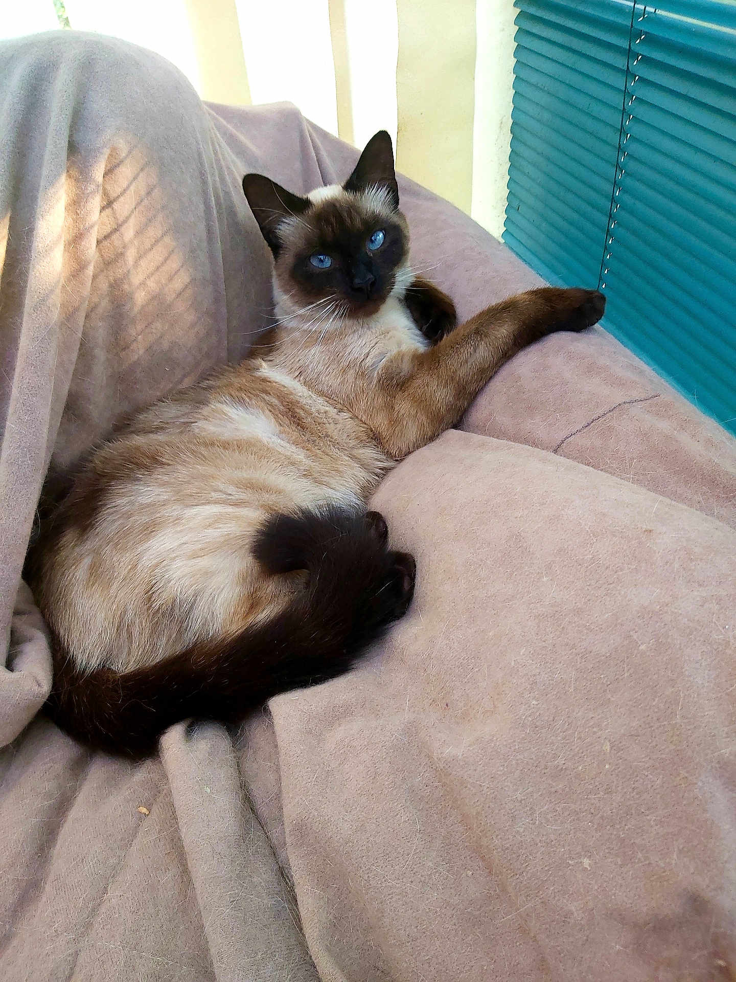Fauve