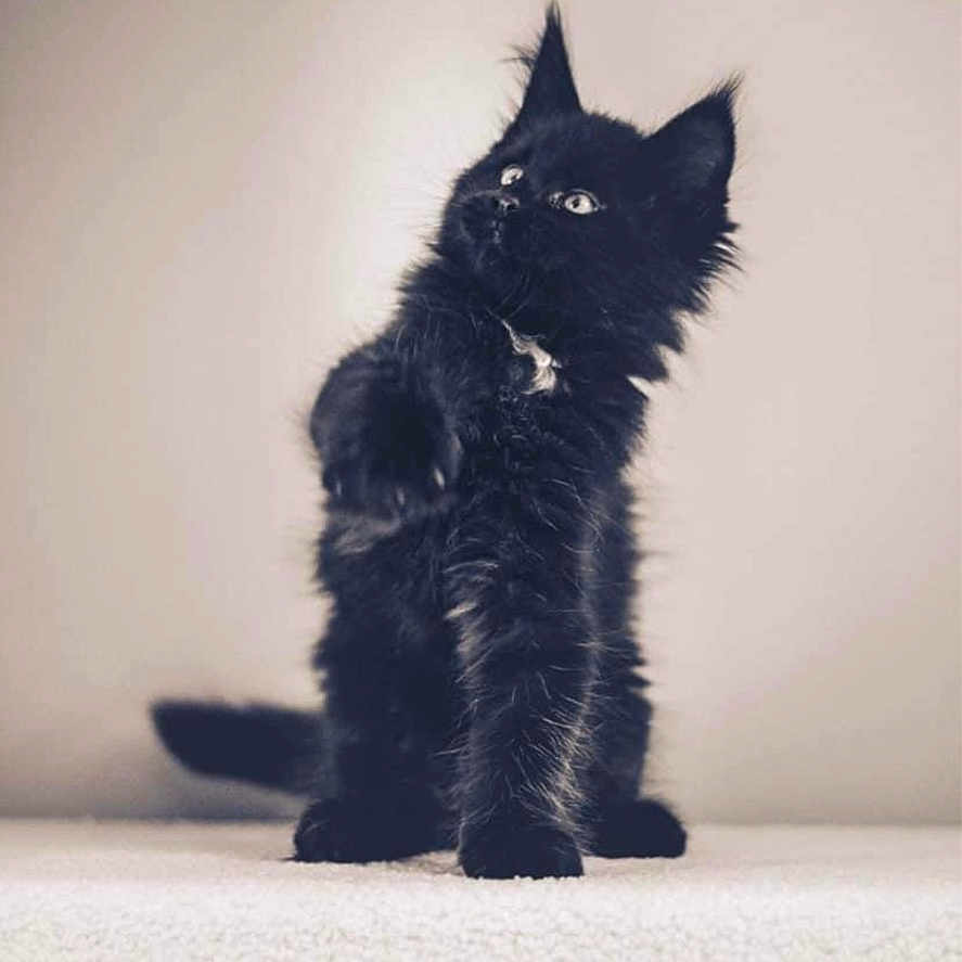 Urkan a rejoint le concours — aidez-le/la à gagner de superbes lots ! angora, animal, blackcat, cat, kitten, manx, pet, silhouette