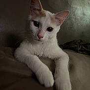 Cookie joined the competition — help win amazing prizes! cat, kitten, white_cat, pet, animal, feline, whiskers, pink_nose, pointed_ears, blue_eyes, wide_eyes, fur, paws, lying_down, resting, bed, indoor, close_up, portrait, cozy