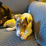 Frankie joined the competition — help win amazing prizes! animal, blue_couch, brown, closeup, companion, couch, cute, dog, domestic_animal, ears, fur, indoor, lying_down, pet, puppy, relaxed, snout, texture, two_dogs, white