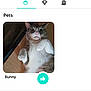 Bunny And Friends is registered to the contest to win money with this photo: animal, app_screen, button, cat, curious, digital, fur, icon, indoor, lying_down, paw, pet, portrait, profile, recent_votes, tabby_cat, text, thumbnail, user_interface, whiskers