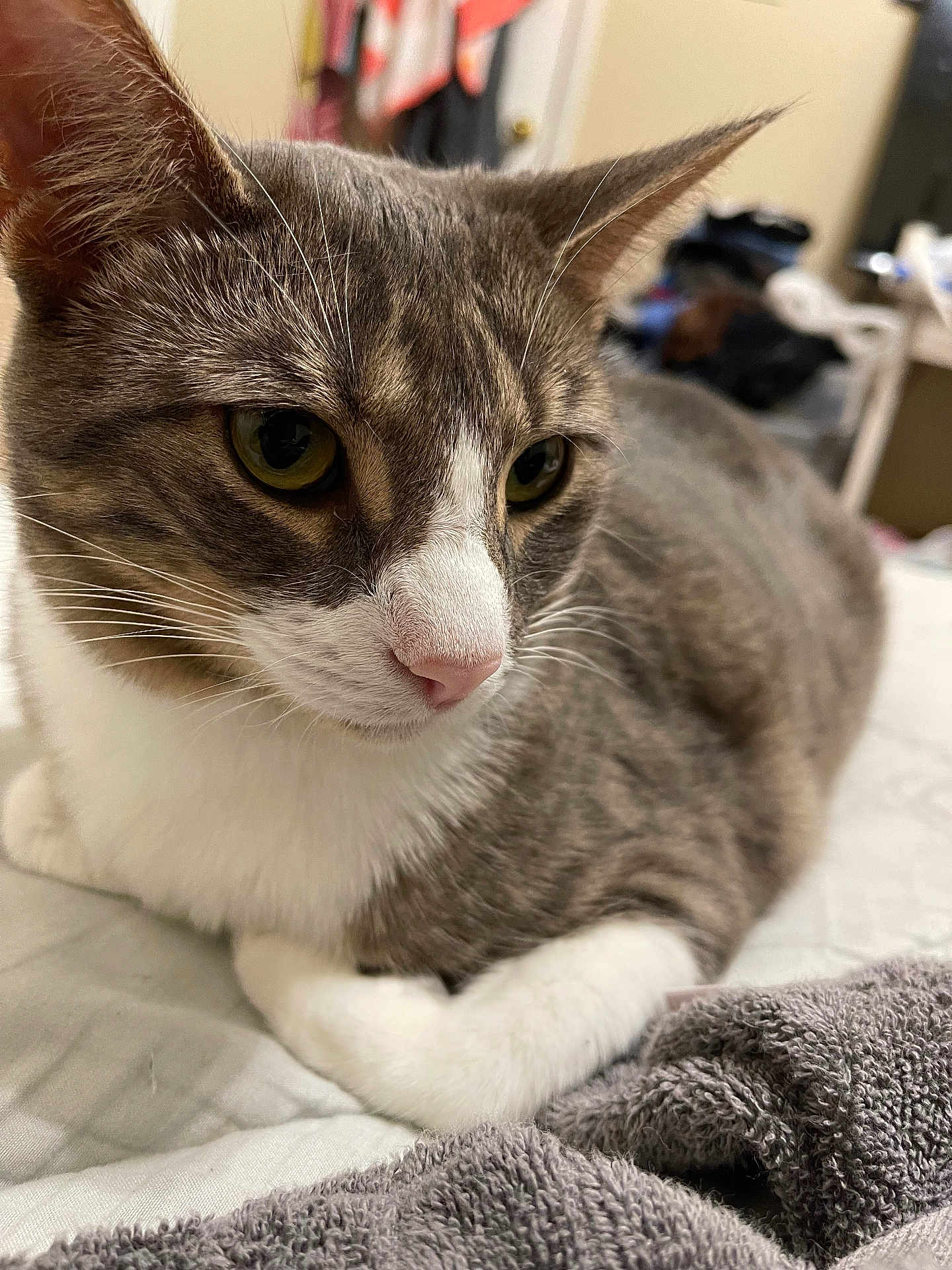 Bunny And Friends joined the competition — help win amazing prizes! animal, background_blur, bed, cat, close_up, cozy, domestic, eyes, feline, fur, gray_cat, indoor, pet, pink_nose, relaxed, resting, soft_focus, towel, whiskers, white_fur