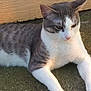 Bunny And Friends is registered to the contest to win money with this photo: animal, calm, cat, close_up, daylight, domestic, ears, feline, fur, gray_and_white, mammal, natural_light, outdoor, pavement, pet, quiet, relaxed, resting, whiskers, wood