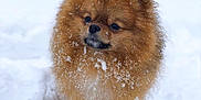 Milou participe au concours pour gagner de l'argent avec cette photo : adorable, animal, canine, cold, cute, dog, fluffy, fur, mammal, nature, outdoor, pet, pomeranian, portrait, small_dog, snow, snowflakes, standing, walking, winter