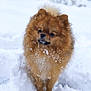 adorable, animal, canine, cold, cute, dog, fluffy, fur, mammal, nature, outdoor, pet, pomeranian, portrait, small_dog, snow, snowflakes, standing, walking, winter