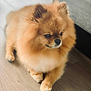 Milou a rejoint le concours — aidez-le/la à gagner de superbes lots ! adorable, animal, canine, companion, cute, cute_pet, dog, domestic_animal, fluffy, fur, furry, house, indoor, mammal, pet, pomeranian, portrait, resting, small_dog, wooden_floor