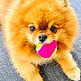Milou a rejoint le concours — aidez-le/la à gagner de superbes lots ! adorable, animal, bright_eyes, canine, close_up, cute, dog, fluffy, fur, indoor, mouth, pet, playful, pomeranian, portrait, sitting, small_dog, tennis_ball, texture, toy