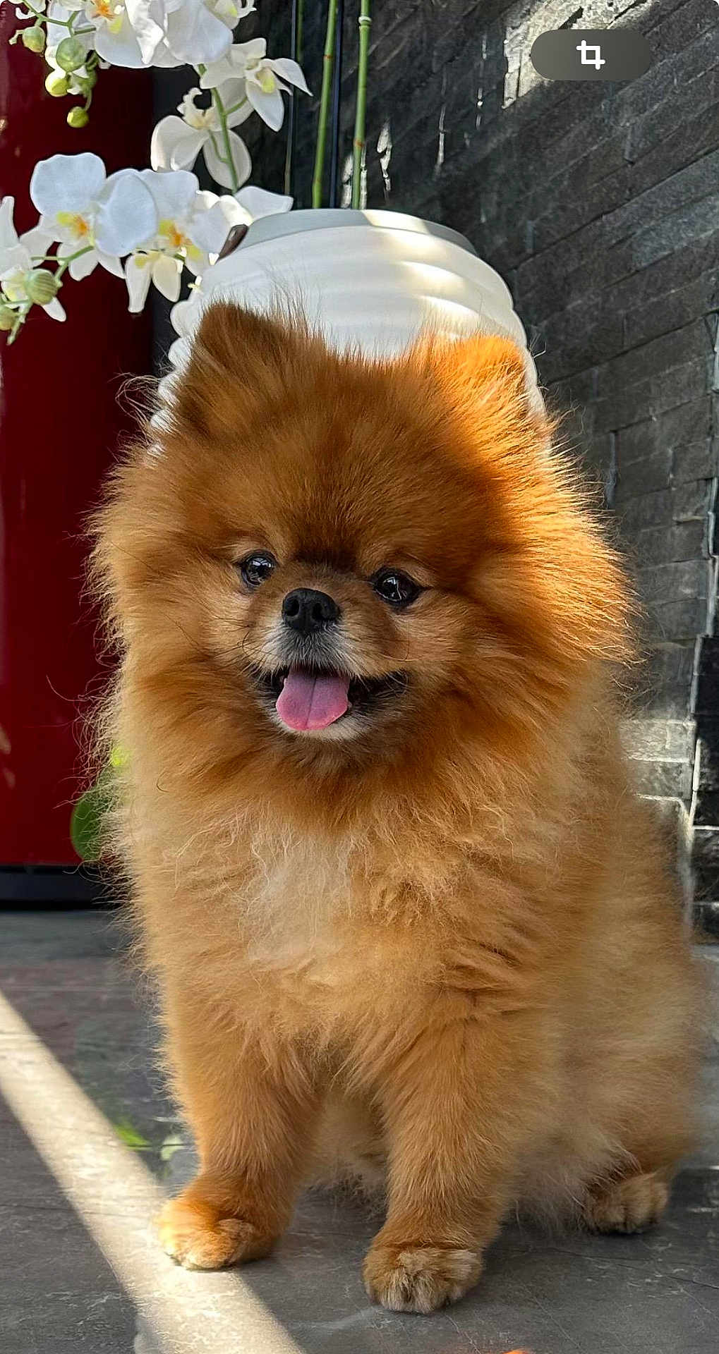 Milou participe au concours pour gagner de l'argent avec cette photo : adorable, animal, companion, cute, dog, floor, flower_pot, fluffy, fur, indoor, orchid, pet, plant, pomeranian, portrait, shadow, sitting, small_dog, sunlight, tongue_out