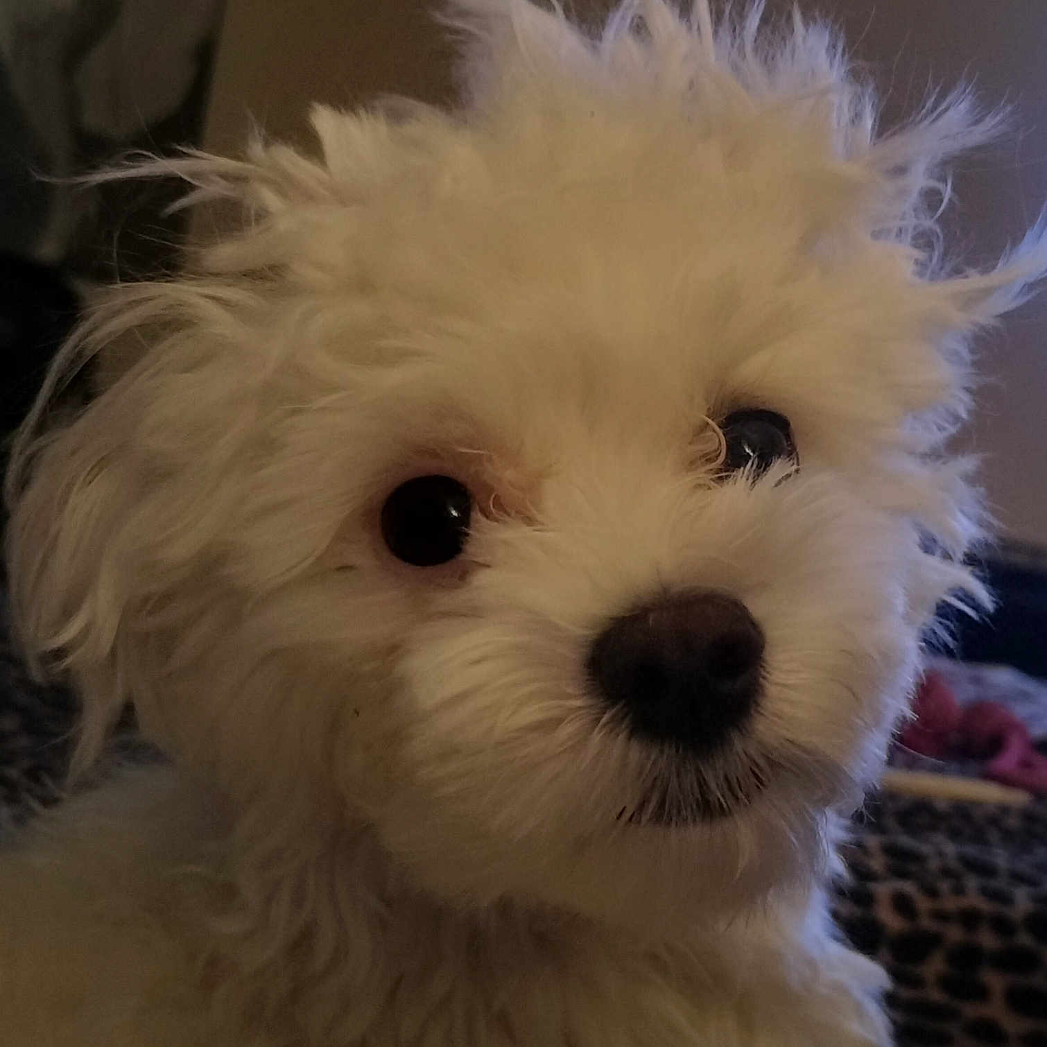 Archie is registered to the contest to win money with this photo: animal, canine, close_up, companion, curious, cute, dog, domestic, face, fluffy, friendly, fur, indoor, mammal, pet, portrait, soft, whiskers, white, young