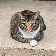 Lucy is registered to the contest to win money with this photo: cat, calico_cat, tabby, feline, pet, animal, green_eyes, whiskers, white_paw, striped_fur, orange_fur, brown_fur, black_fur, lying_down, resting, outdoor, concrete, close_up, portrait, cute
