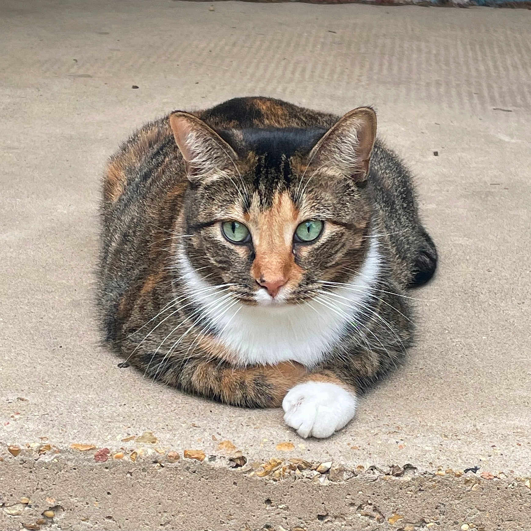 Lucy is registered to the contest to win money with this photo: cat, calico_cat, tabby, feline, pet, animal, green_eyes, whiskers, white_paw, striped_fur, orange_fur, brown_fur, black_fur, lying_down, resting, outdoor, concrete, close_up, portrait, cute