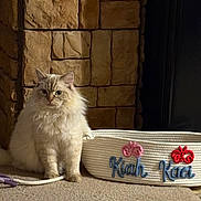 Kaci joined the competition — help win amazing prizes! cat, fluffy, white_cat, indoor, basket, embroidered, stone_wall, carpet, tile_floor, pet, animal, feline, fur, sitting, looking_at_camera, cozy, decor, butterfly, names, quiet