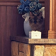 Kiah is registered to the contest to win money with this photo: cat, flower_vase, blue_roses, stone_mantel, wood_paneling, indoor, decor, pet, curious, feline, cozy, rustic, home, animal, face, plant, tabletop, ornament, still_life, quiet
