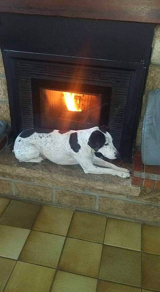 Jules participe au concours pour gagner de l'argent avec cette photo : canidae, carnivore, companion_dog, dog, dog_breed, fireplace, floor, flooring, gas, hardwood, hearth, heat, mammal, pet_supply, room, snout, sporting_group, tints_and_shades, wood, wood_burning_stove