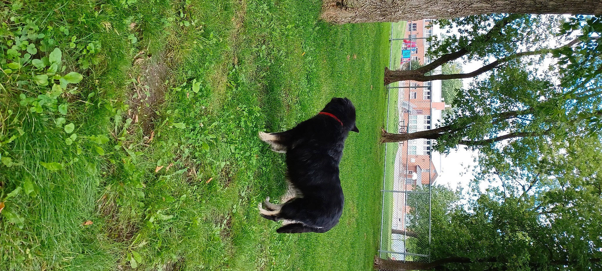 Charlotte participe au concours pour gagner de l'argent avec cette photo : american_black_bear, canidae, carnivore, companion_dog, dog, dog_breed, felidae, fur, grass, groundcover, lawn, plant, shrub, small_to_medium_sized_cats, sporting_group, tail, terrestrial_animal, tree, trunk, window