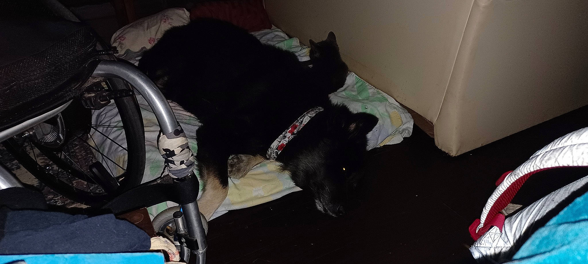 Charlotte joined the competition — help win amazing prizes! automotive_tire, bicycle, bicycle_chain, bicycle_fork, bicycle_frame, bicycle_handlebar, bicycle_tire, carnivore, collar, comfort, companion_dog, crankset, dog, dog_breed, felidae, fender, groupset, tail, tire, wheel