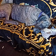Maéra a rejoint le concours — aidez-le/la à gagner de superbes lots ! dog, sleeping, couch, blanket, plush_toy, indoor, furniture, resting, brindle, collar, wooden_furniture, decor, living_room, cozy, pet, relaxing, patterned_blanket, stuffed_animal, home, comfort