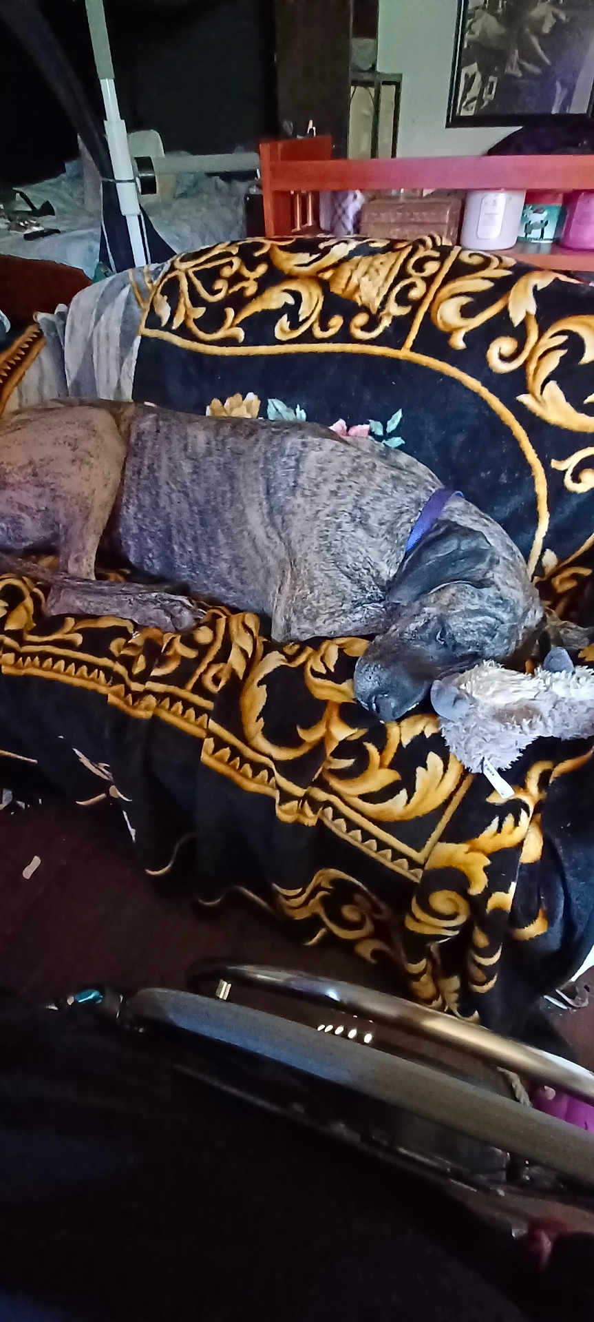 Maéra a rejoint le concours — aidez-le/la à gagner de superbes lots ! dog, sleeping, couch, blanket, plush_toy, indoor, furniture, resting, brindle, collar, wooden_furniture, decor, living_room, cozy, pet, relaxing, patterned_blanket, stuffed_animal, home, comfort
