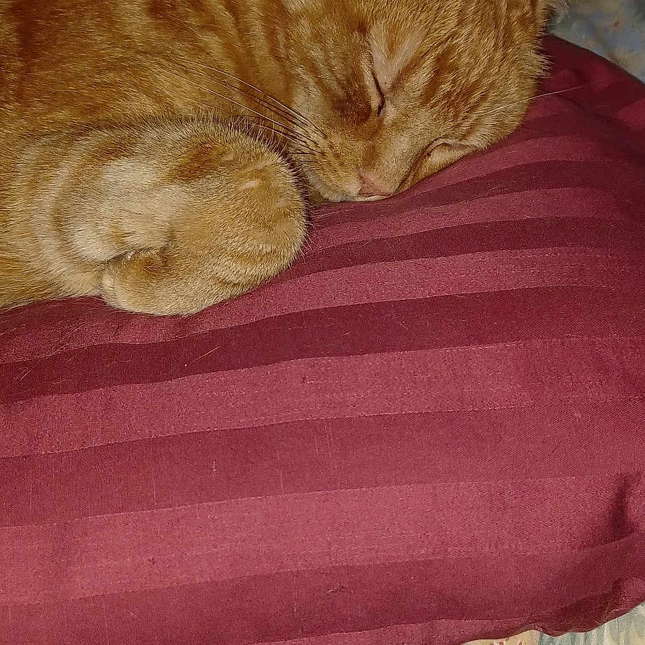 Bart