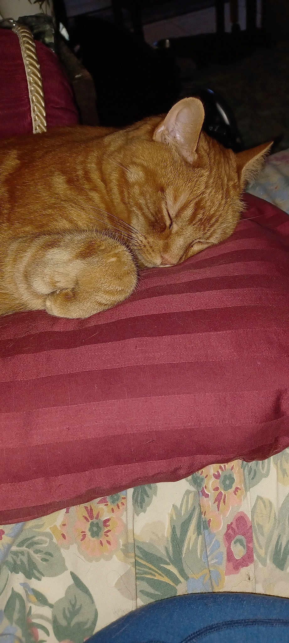 Bart