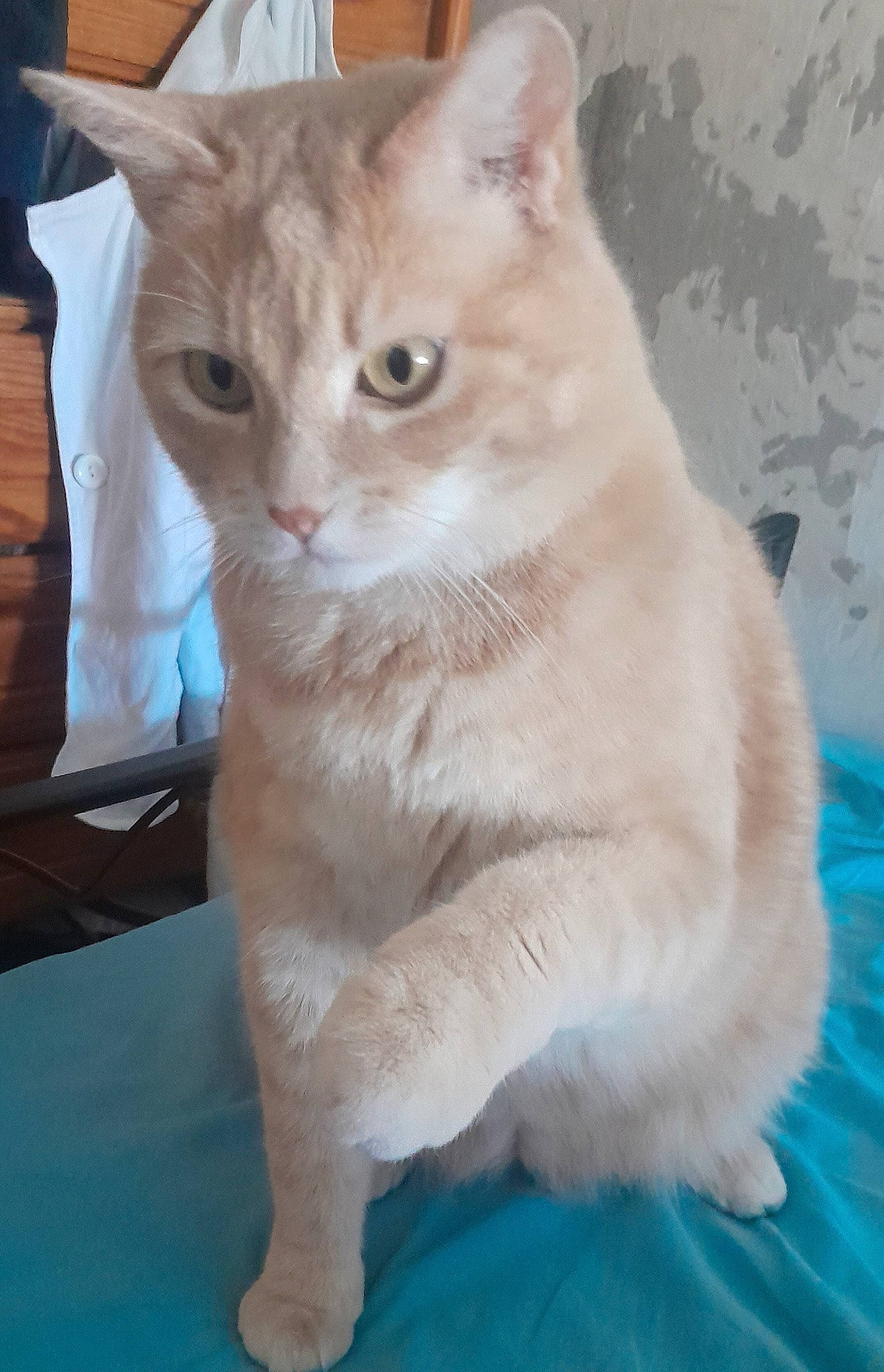 Krokette participe au concours pour gagner de l'argent avec cette photo : carnivore, cat, cat_supply, claw, domestic_short_haired_cat, fawn, felidae, fur, iris, paw, pet_supply, small_to_medium_sized_cats, snout, tail, whiskers