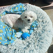 Morgan Zephyr is registered to the contest to win money with this photo: animal, bed, blanket, blue_blanket, cartoon_pattern, cozy, cute, dog, indoor, pet, potted_plant, relaxed, resting, shaggy_bed, sleepy, small_dog, sunlight, toy, white_dog, wooden_floor