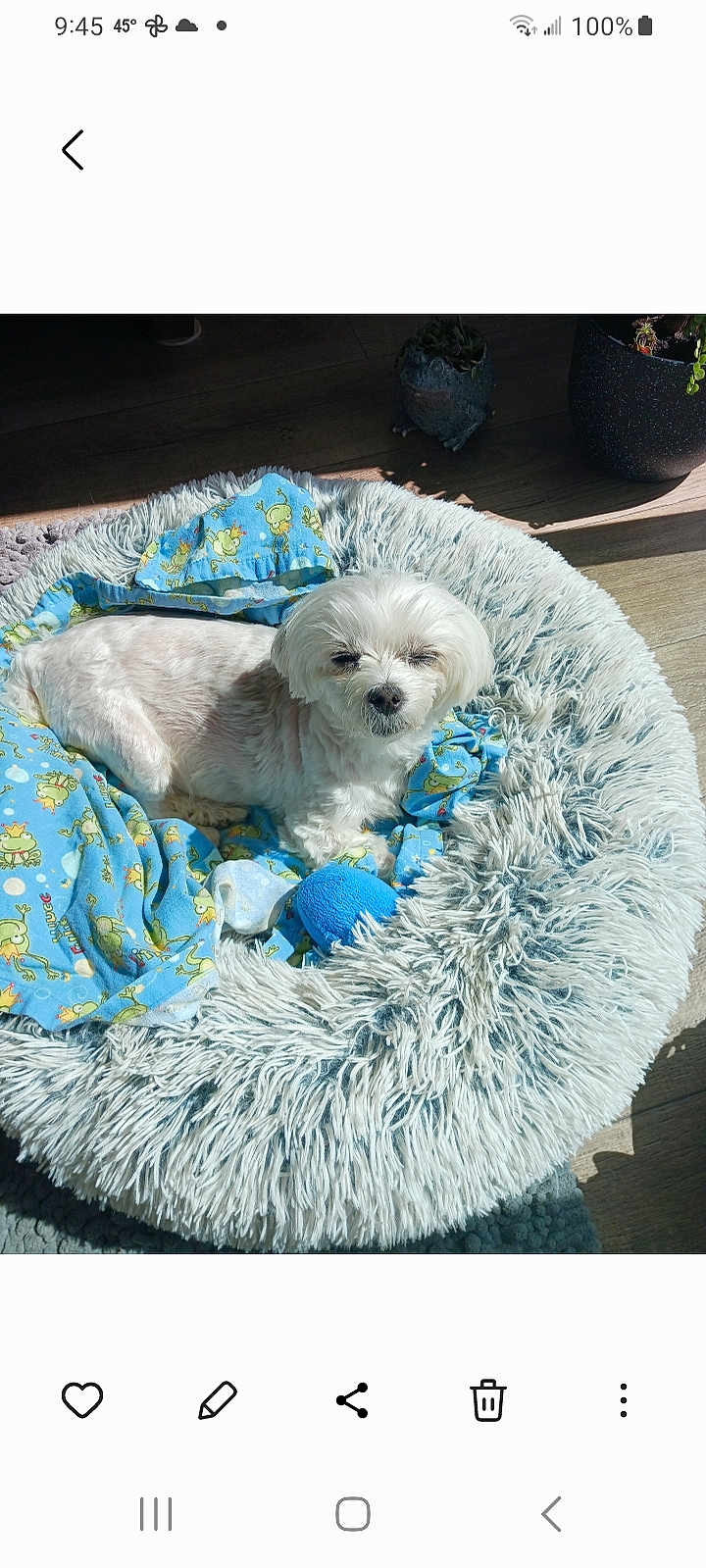 Morgan Zephyr is registered to the contest to win money with this photo: animal, bed, blanket, blue_blanket, cartoon_pattern, cozy, cute, dog, indoor, pet, potted_plant, relaxed, resting, shaggy_bed, sleepy, small_dog, sunlight, toy, white_dog, wooden_floor