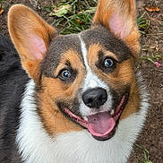 Mochi is registered to the contest to win money with this photo: dog, corgi, pet, animal, smiling, happy, tongue_out, ears_up, outdoor, grass, dirt, close_up, fur, cute, mammal, friendly, looking_up, canine, nature, playful