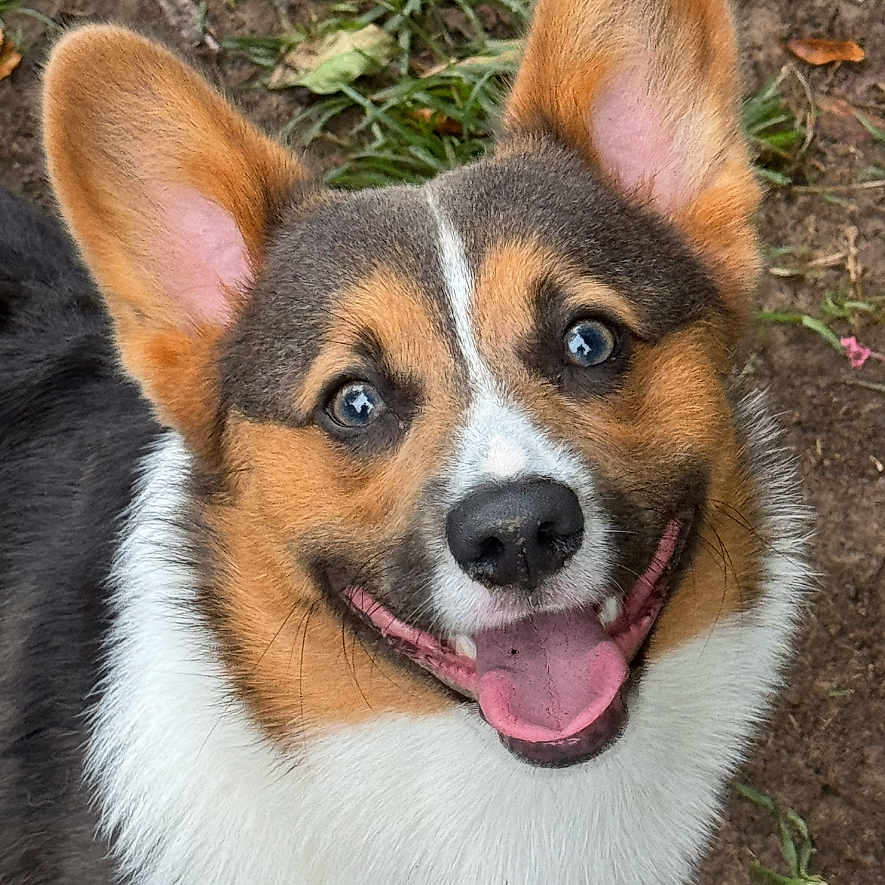 Mochi is registered to the contest to win money with this photo: animal, canine, close_up, corgi, cute, dirt, dog, ears_up, friendly, fur, grass, happy, looking_up, mammal, nature, outdoor, pet, playful, smiling, tongue_out