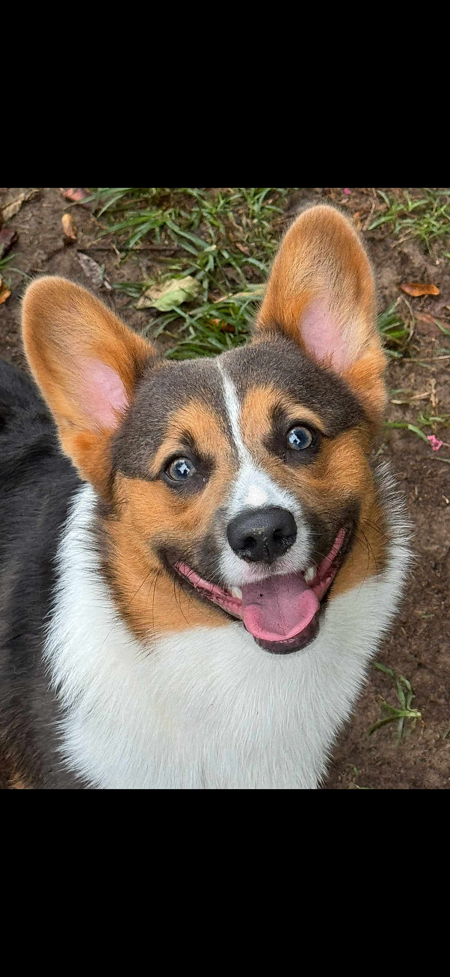 Mochi is registered to the contest to win money with this photo: dog, corgi, pet, animal, smiling, happy, tongue_out, ears_up, outdoor, grass, dirt, close_up, fur, cute, mammal, friendly, looking_up, canine, nature, playful