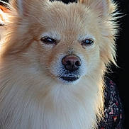 Winston joined the competition — help win amazing prizes! dog, fluffy, cream_color, pet, canine, car_interior, close_up, fur, animal, cute, face, ears, nose, whiskers, companion, indoor, portrait, expression, sitting, window_light