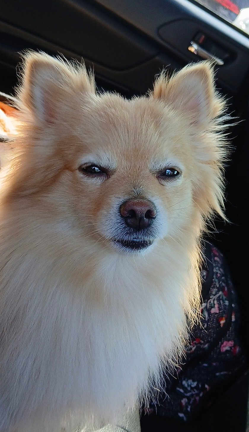 Winston joined the competition — help win amazing prizes! dog, fluffy, cream_color, pet, canine, car_interior, close_up, fur, animal, cute, face, ears, nose, whiskers, companion, indoor, portrait, expression, sitting, window_light
