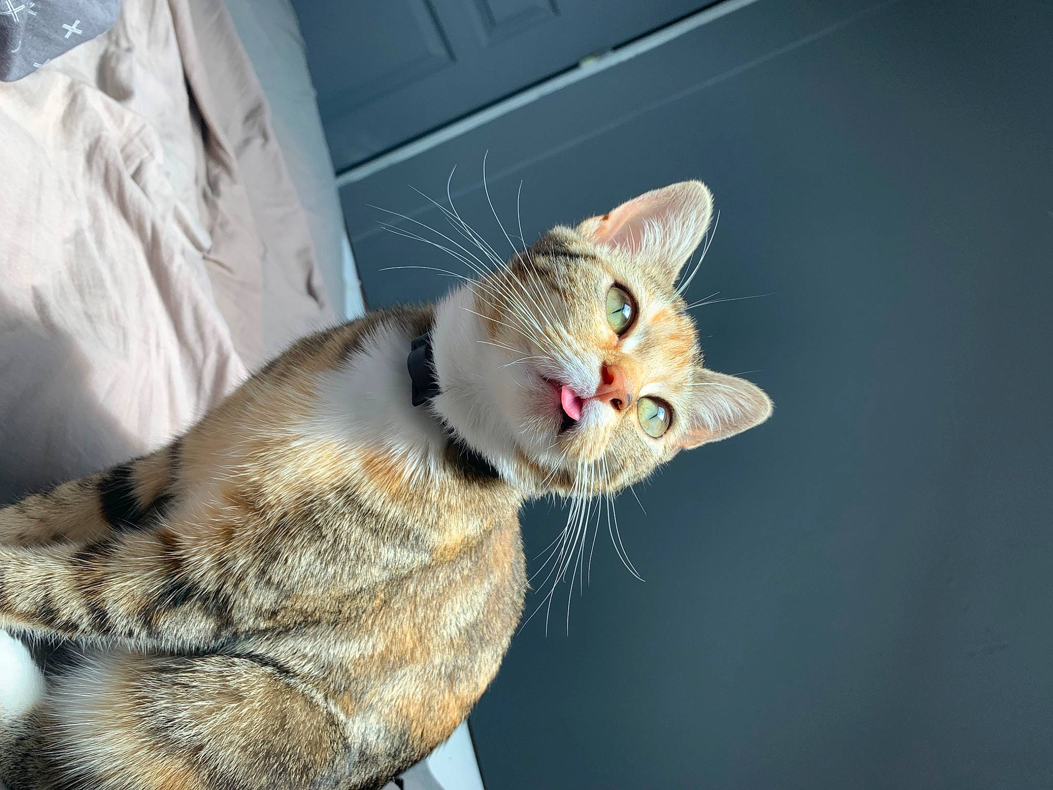 Hysis a rejoint le concours — aidez-le/la à gagner de superbes lots ! carnivore, cat, claw, comfort, domestic_short_haired_cat, fawn, felidae, foot, fur, paw, photo_caption, sitting, small_to_medium_sized_cats, snout, tail, terrestrial_animal, tree, whiskers, wildlife, window