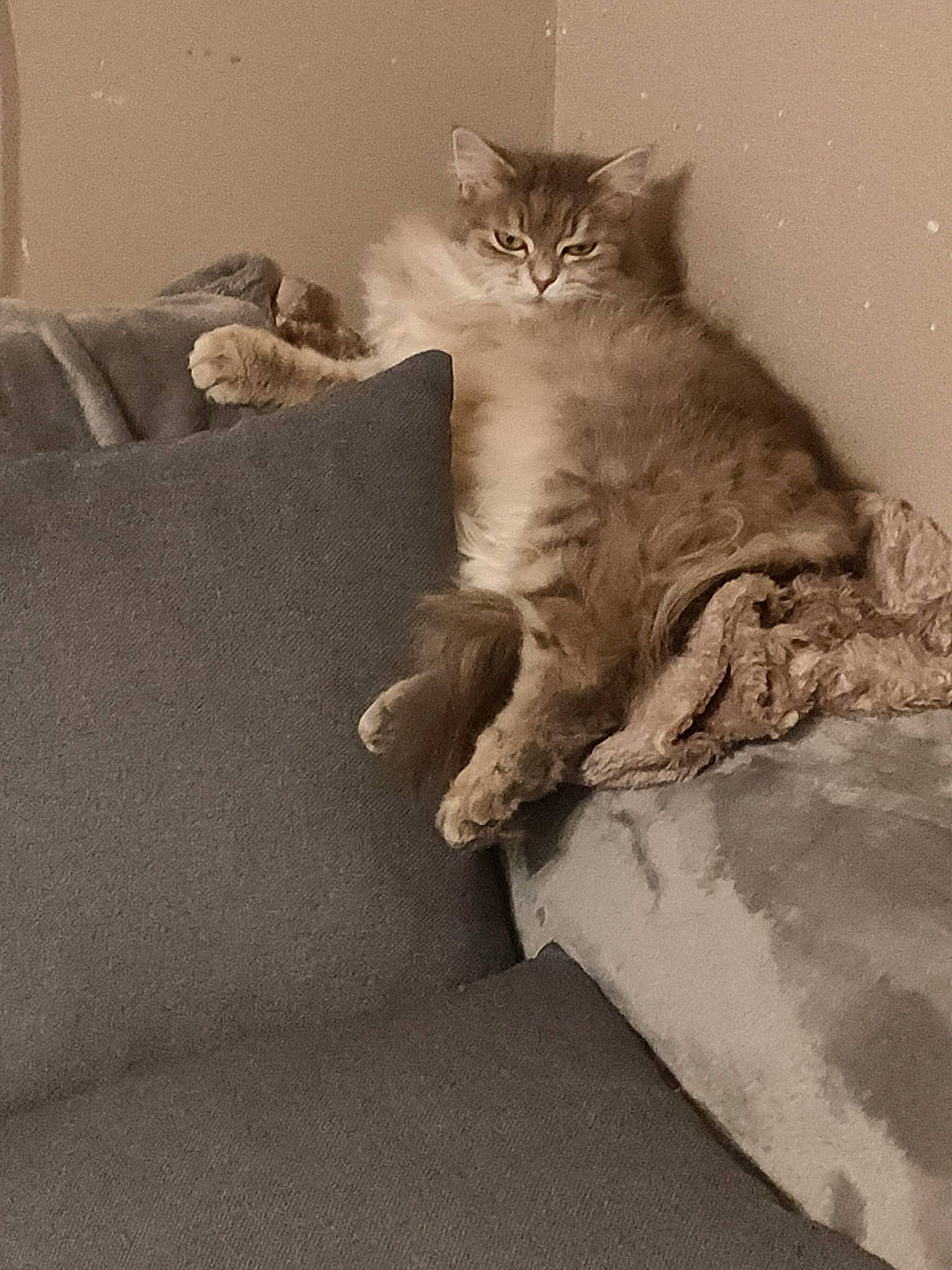 Mini participe au concours pour gagner de l'argent avec cette photo : british_longhair, carnivore, cat, claw, comfort, domestic_short_haired_cat, fawn, felidae, fur, grey, paw, room, sitting, small_to_medium_sized_cats, tail, terrestrial_animal, whiskers, window, wood