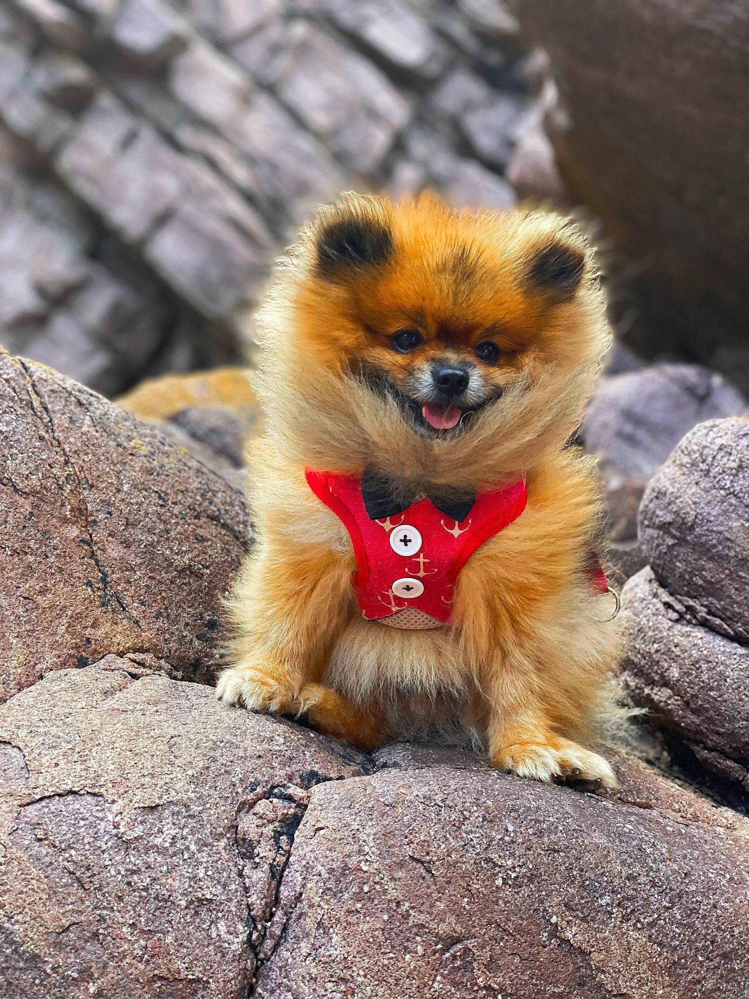 Oreo participe au concours pour gagner de l'argent avec cette photo : canidae, carnivore, claw, companion_dog, dog_breed, fawn, fur, german_spitz, german_spitz_mittel, paw, primate, sitting, smile, snout, spitz, sporting_group, tail, terrestrial_animal, whiskers, wood