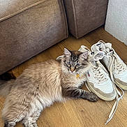 Thorgal a rejoint le concours — aidez-le/la à gagner de superbes lots ! cat, fluffy, blue_eyes, sneakers, socks, wooden_floor, couch, blankets, indoor, pet, relaxed, furniture, home, comfortable, fur, animal, living_room, resting, domestic, cozy
