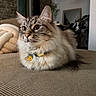 Thorgal participe au concours pour gagner de l'argent avec cette photo : cat, fluffy, indoor, couch, collar, pet, animal, relaxed, furniture, cozy, tabby, whiskers, closeup, portrait, domestic, living_room, soft_lighting, ears, eyes, tag