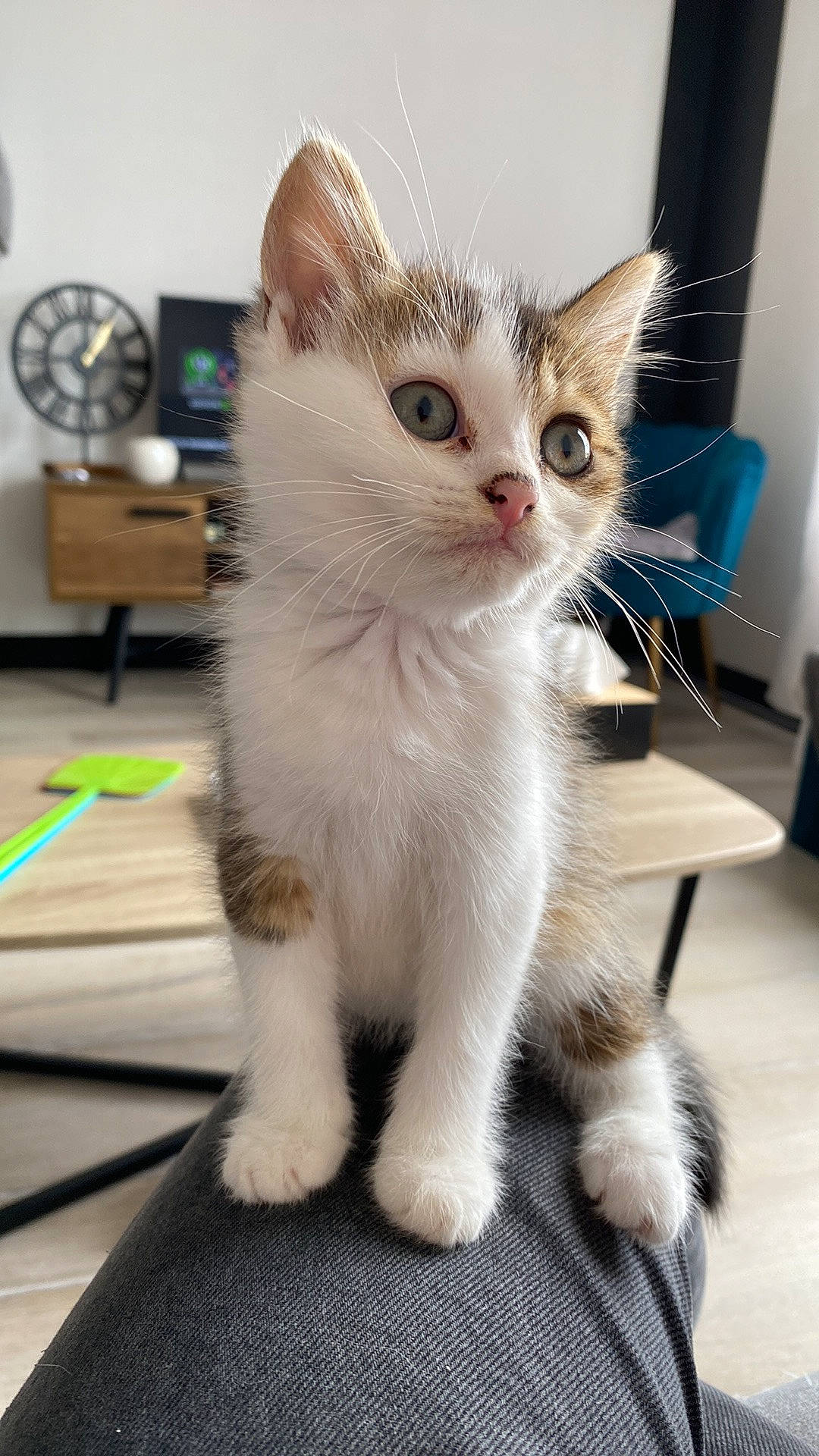 Aboo participe au concours pour gagner de l'argent avec cette photo : carnivore, cat, claw, domestic_short_haired_cat, fawn, felidae, fur, paw, small_to_medium_sized_cats, snout, tail, whiskers