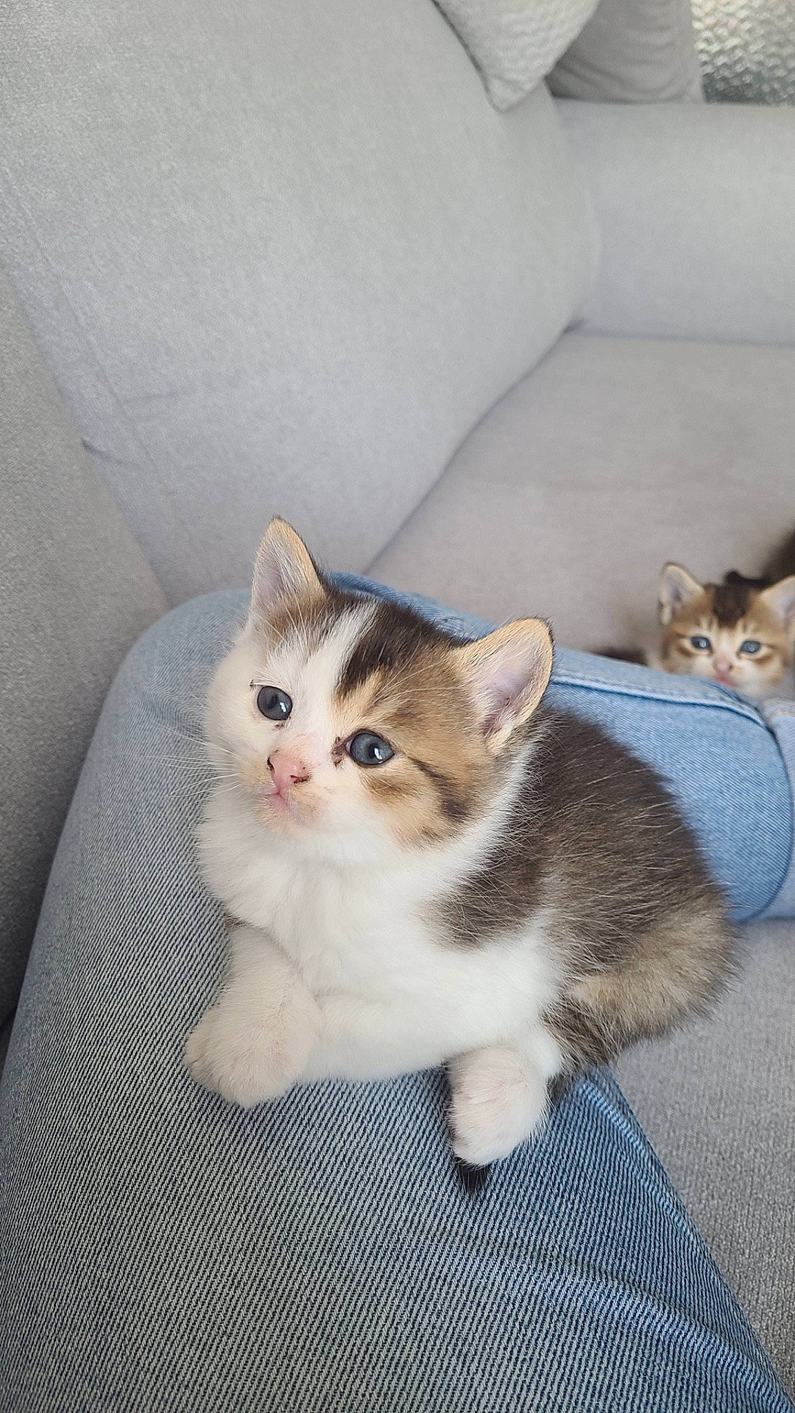 Aboo a rejoint le concours — aidez-le/la à gagner de superbes lots ! carnivore, cat, claw, comfort, domestic_short_haired_cat, fawn, felidae, fur, paw, sitting, small_to_medium_sized_cats, snout, tail, whiskers