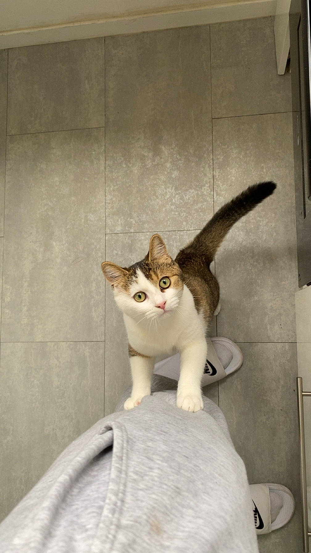 Aboo a rejoint le concours — aidez-le/la à gagner de superbes lots ! art, carnivore, cat, domestic_short_haired_cat, door, fawn, felidae, fur, grey, metal, sitting, small_to_medium_sized_cats, snout, tail, terrestrial_animal, whiskers, window, wood