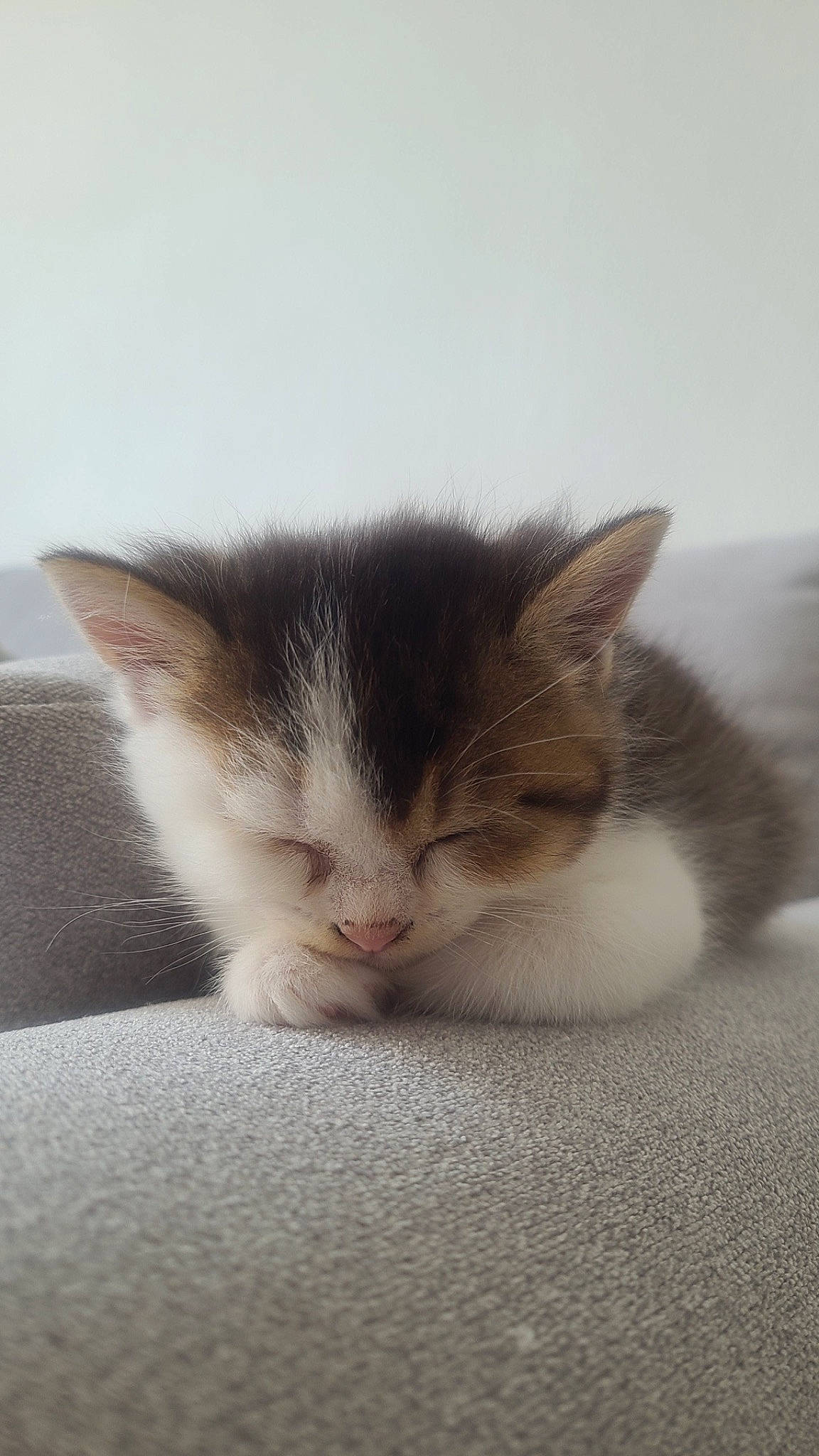 Aboo a rejoint le concours — aidez-le/la à gagner de superbes lots ! carnivore, cat, claw, comfort, domestic_short_haired_cat, eye, felidae, fur, paw, small_to_medium_sized_cats, tail, whiskers, wood