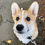 Aston participe au concours pour gagner de l'argent avec cette photo : adorable, animal, canine, closeup, collar, corgi, cute, dog, ears, eyes, fur, leaf, leash, nature, outdoor, pavement, pet, puppy, twigs, walking