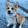 Aston participe au concours pour gagner de l'argent avec cette photo : adorable, alert, animal, canine, cold, companion, corgi, cute, dog, ears, fur, leash, nature, outdoor, pavement, pet, sitting, small_dog, snow, winter